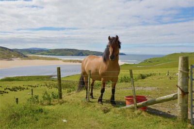 Pony and 'machair' in Scotland